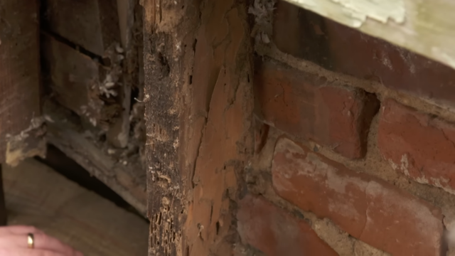 termite damage