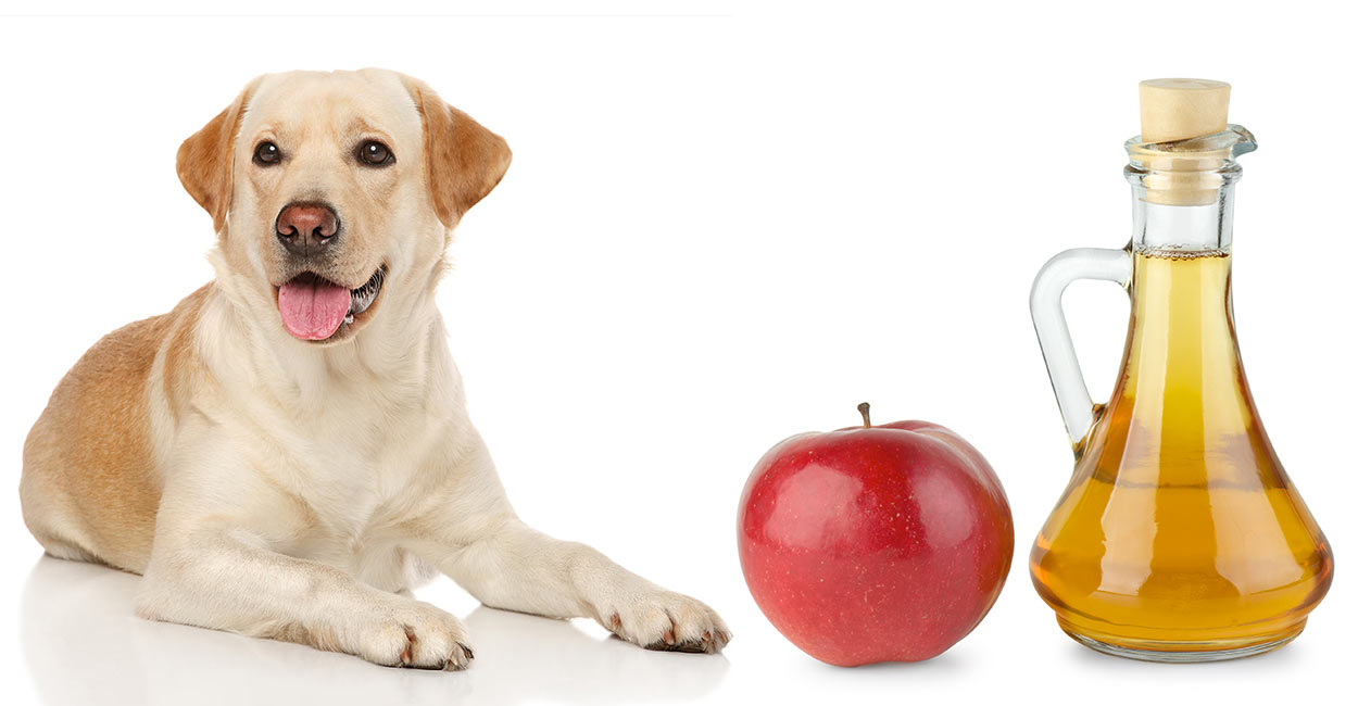 dog tear stains apple cider vinegar for dogs