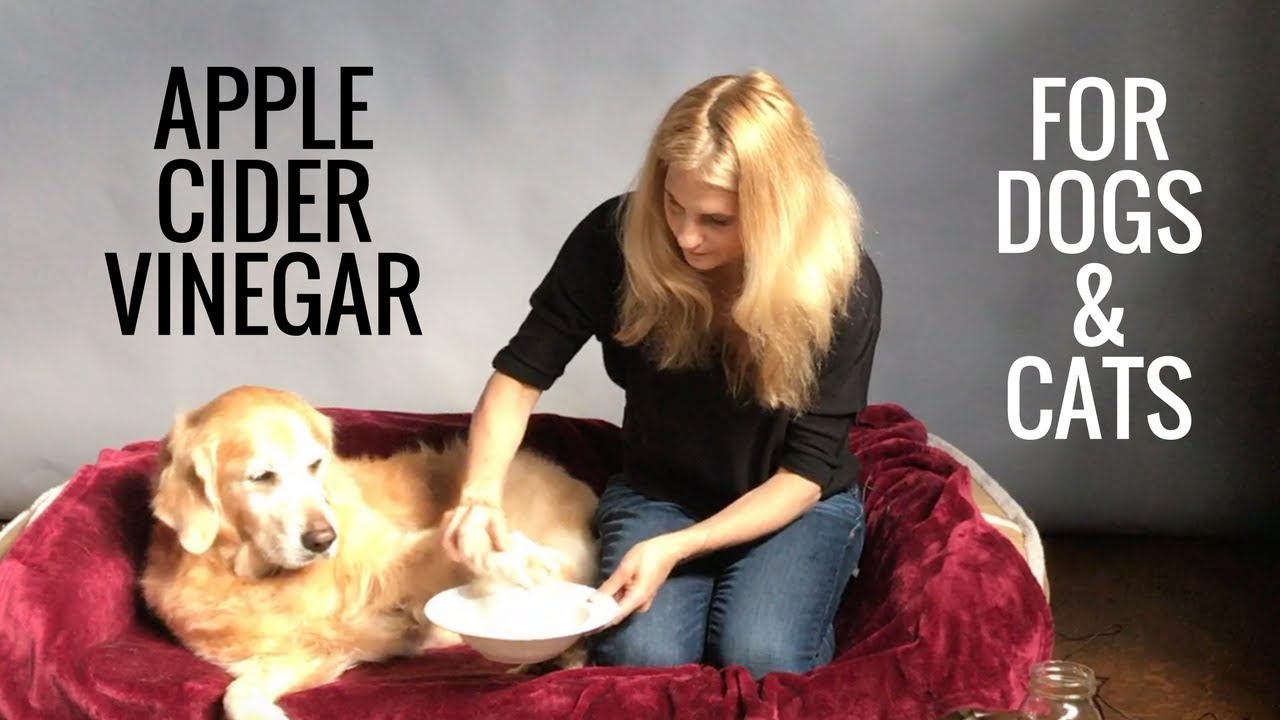 dog teeth cleaning-apple cider vinegar for dogs