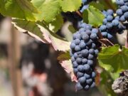 grapes support a healthy heart