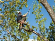 8 Most Common Tree Removal Mistakes and How to Avoid Them – 2025 Guide