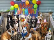7 Tips for Celebrating Your Dog’s Birthday – 2025 Guide