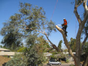 6 Reasons You Need To Call A Tree Professional Lopping Company – 2025 Guide