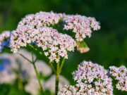 How Herbs Can Interact With Medicines – 2025 Guide