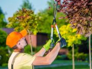 6 Reasons To Get Your Trees Trimmed Before Winter in 2025