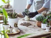 How to Increase The Lifespan of Your Succulent Plants – 2025 Guide