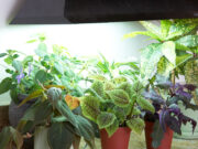 8 Advantages of Led Grow Lights for Indoor Garden