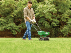 Grass Seed
