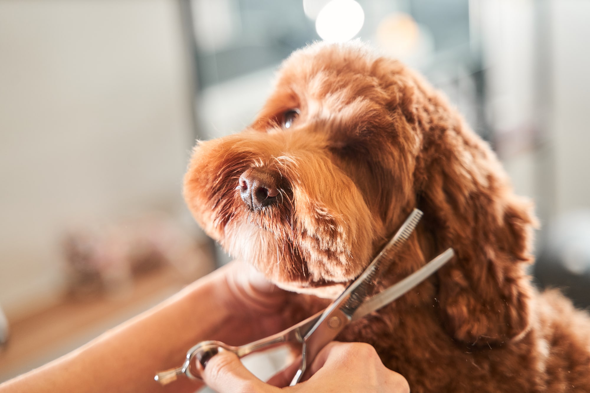 Poodles Maintenance